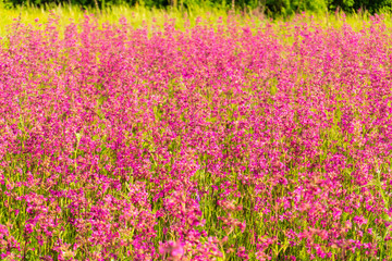 Fototapeta premium Field of colorful pink flowers in the field