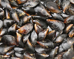 mussel background