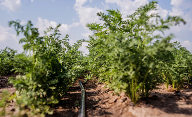 Fototapeta na wymiar Drip irrigation system. Water saving drip irrigation system being used in a young carrot field.