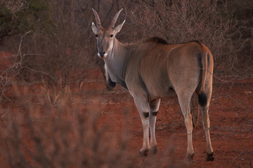 Naklejka na ściany i meble Eland antelope standing in the bush