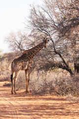 giraffe stands at tree by the road