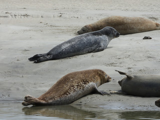 phoques Berck