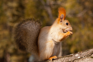 Red Squirrel sits on a tree and gnaws a nut