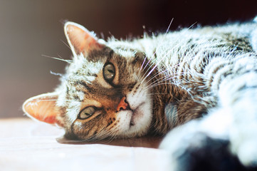 Cute cat lying on the floor on a beautiful light