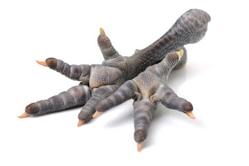 Fresh or raw black chicken feet on white background