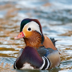Closeup of male mandarin duck swimming, Aix galericulata