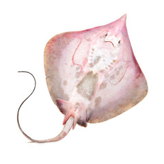 Fresh ray fish isolated on white background © zcy