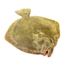 Psetta maxima (Turbot Fish) on white background