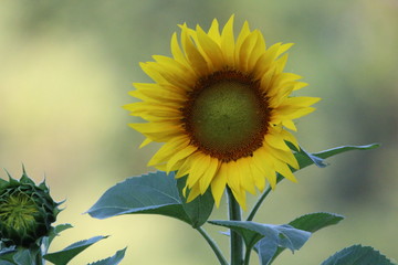 tournesol