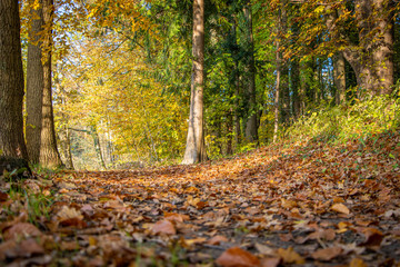 a forest floor covered with colourful leaves in autumn in sunshine