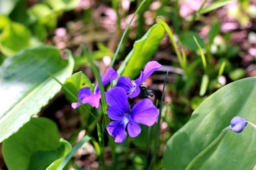 purple flower