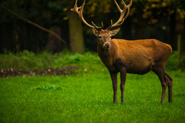 A red deer stag grazes in a meadow  in an autumn afternoon.