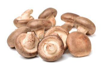 Shiitake mushroom on the White background 