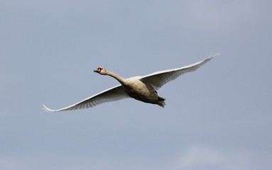 cygne