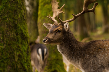 A spotted deer stag stands in the forest surrounded by his herd.