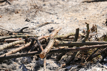 Extinguished big camp fire