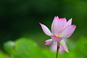 Lotus flower in early summer