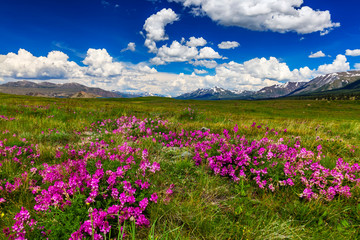 Fototapeta premium Field with flowers in mountain valley. Summer landscape during sunset