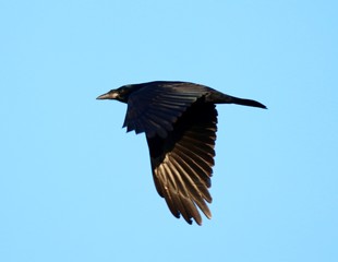 corbeau