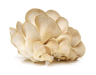 oyster mushroom on white background