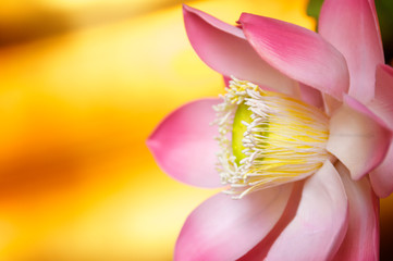 Detail close up of the reproductive parts of a yellow and pink lotus flower, a symbol of Buddhist purity,  at a temple in Thailand