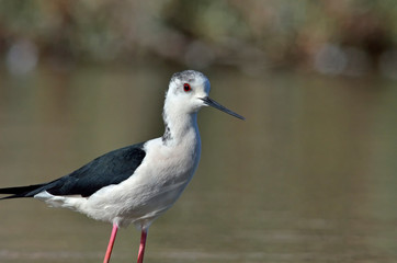 Black-winged Stilt (Himantopus himantopus) , Greece