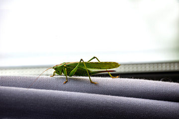 grasshopper on the curtain