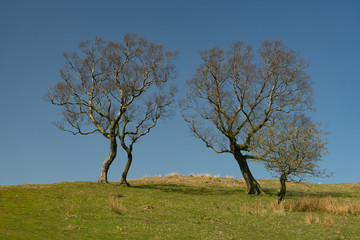 Group of trees 