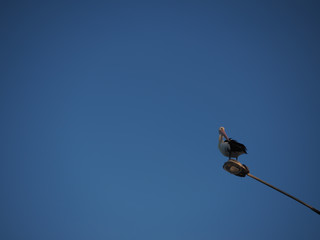 pelican on wire