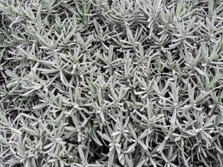 Background of grey lavender leaves