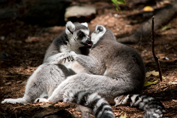 Naklejka na ściany i meble the ring tailed lemurs are preening each other