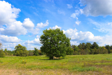 The large oak tree grows on the outskirts of the forest. The end of summer in the Moscow region, a sunny day in nature.
