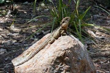 this is a side view of a water dragon