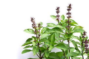 Green fresh basil leaves (Ocimum basilicum) and flower isolated on white background. Herbal medicine  plant concept.Selective focus.