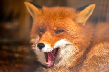 red fox yawns. wild animal portrait