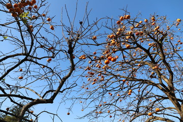 青空を背景に柿の実がたわわに実る様子
