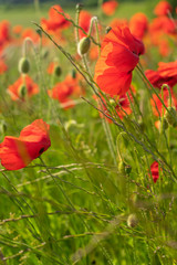 Fototapeta premium Poppies growing in a field