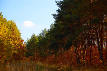 autumn forest of coniferous and deciduous in the light of the sun
