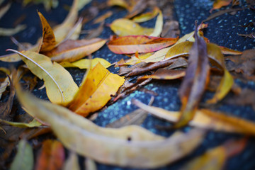 Colorful autumn peach leaves on the ground