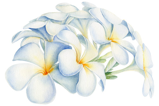 tropical flowers watercolor on an isolated white background, plumeria, botanical painting