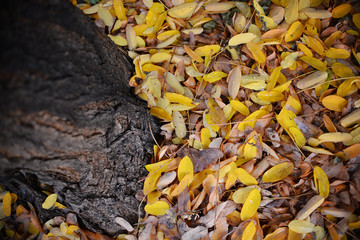 Yellow leaves of acacia tree in autumn