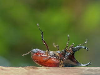 Close-up a Siamese Rhinoceros Beetle or Fighting Beetle (Xylotrupes gideon) flipping on wood ground with green nature blurred background.
