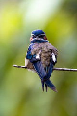 blue tit on a branch