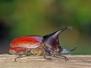 Close-up an Asiatic rhinoceros beetle (Oryctes rhinoceros) resting on wood ground with green nature blurred background.