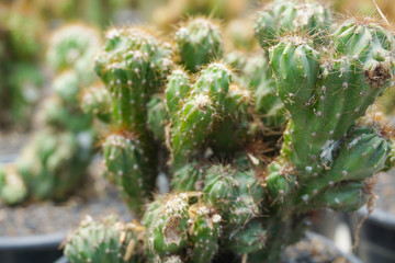 cactus hybrid .  cactus isolated on blur background. close up green cactus coral. Close up succulent plants on blur background, green succulents isolated. Cactaceae.          