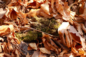 green moss among dry leaves in the forest