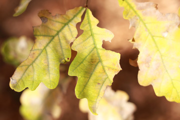 yellow oak leaves in the forest closeup