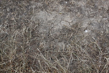 Fototapeta na wymiar Ausgetrockneter Boden nach Hitzeperiode