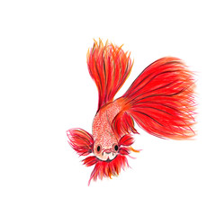 Obraz premium Painting of fighting fish Thailand. fighting fish and beautiful