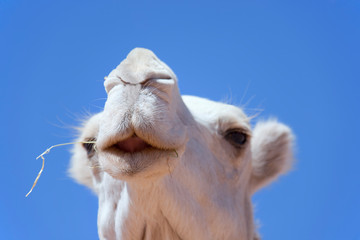 Face of a white dromedary (camel).